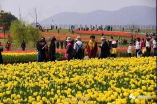 郁金香会长吃瓜,郁金香会长与神秘瓜果的奇幻之旅
